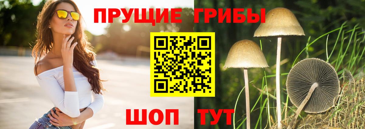 Галлюциногенные грибы Psilocybe Чебоксары